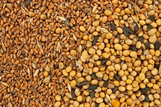 Grain & Seeds – Sesame / Soy Beans / Wheat / Corn